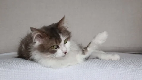 Grey And White Cat Cleans And Licks Paw On White Sofa Stock Footage