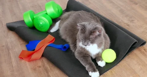 Grey and white cat lying on a black fitness mat, near a pair of green dumbbells Stock Footage 307554764