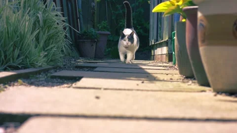 Grey and white cat running on garden path warm summer dappled sunlight garden Видео 334108151