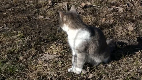 Grey and white cat sitting on dry grass and walking towards the camera Stock Footage 330679441
