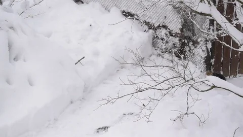Grey and white cat walking or running outdoors on snow in winter Stock Footage 83882302