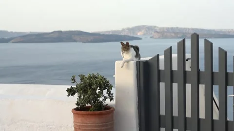Grey and white cat on a wall in Santorini island in Greece with blue sky and sea Stock-Footage 270037825