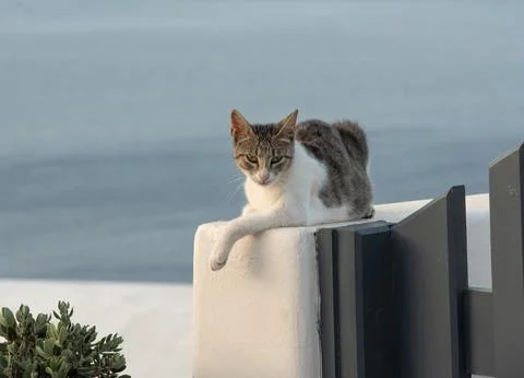 Grey and white cat on a wall in Santorini island in Greece with blue sky and sea Stock Photos