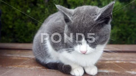 Grey and white cat. Wildlife Photography. Portrait Stock Photos