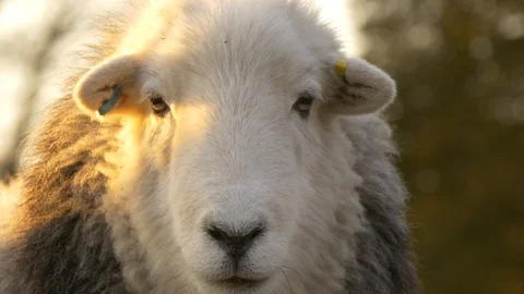 Grey and white fluffy herdwick sheep close up of face  库存影片 85643477
