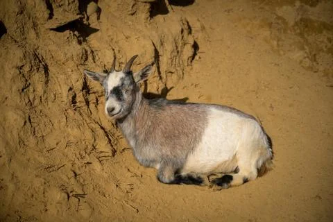 Grey and White Goat On light Brown Dirt Hill Stock Photos