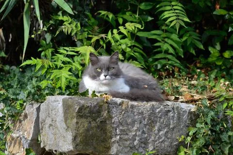 Grey and white grumpy cat relaxing on a rock Stock Photos