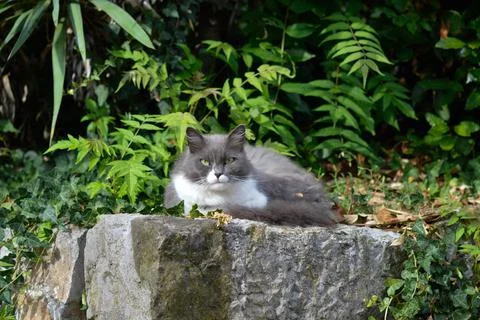 Grey and white grumpy cat relaxing on a rock Stock Photos