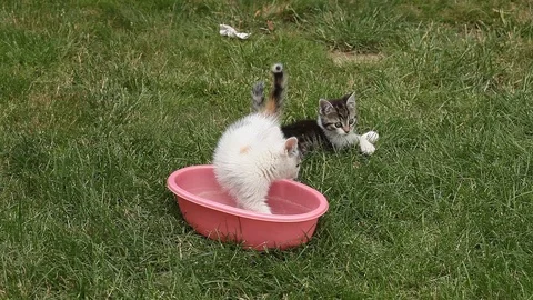 Grey and white Kitten playing on the green grass in the garden 스톡 동영상 72722113