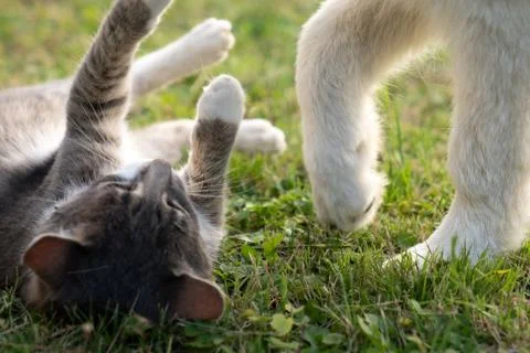 Grey and white mixed breed cat lying on the grass with raised paws near the Stock Photos