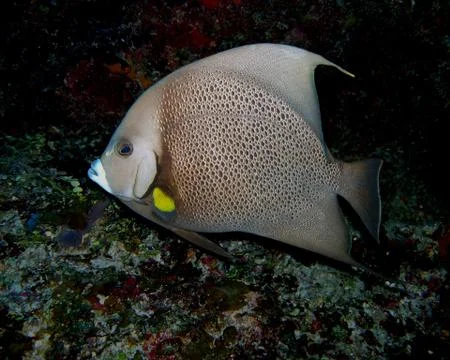 Grey Angel fish Stock Photos