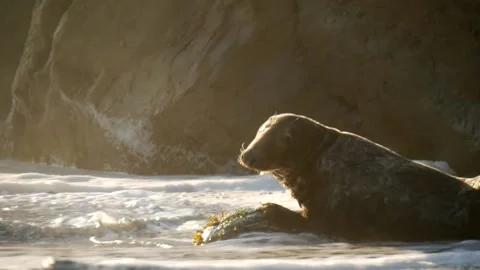 Grey Atlantic seal 1 動画素材 144056830