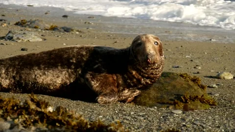 Grey Atlantic seal 2 動画素材 144056836