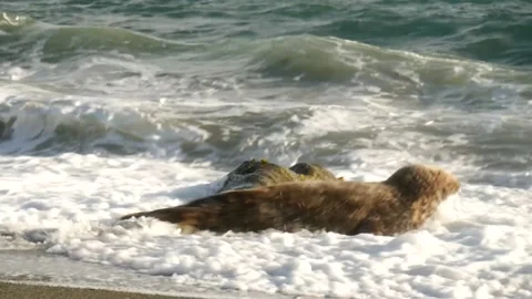 Grey Atlantic seal 3 Stock Footage