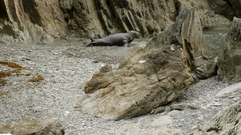 Grey Atlantic seal 4 動画素材 144056828