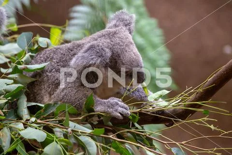 Grey Australian Koala Stock Photos