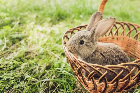 Grey baby rabbit in grass. Easter background Stock Photos