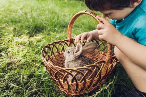 Grey baby rabbit in grass. Easter background Stock Photos