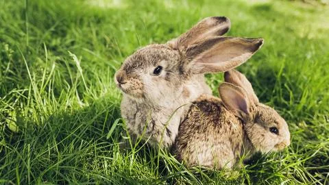 Grey baby rabbit in grass. Easter background Stock Photos