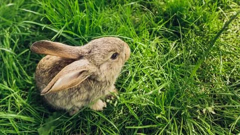 Grey baby rabbit in grass. Easter background Stock Photos