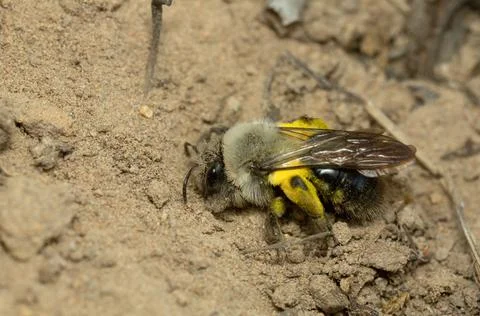 Grey-backed mining bee, Andrema vaga digging in sand Stock Photos