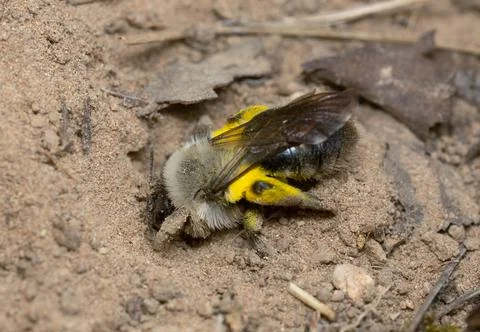 Grey-backed mining bee, Andrema vaga digging in sand Stock Photos