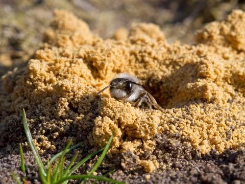 Grey-backed mining bee Stock Photos