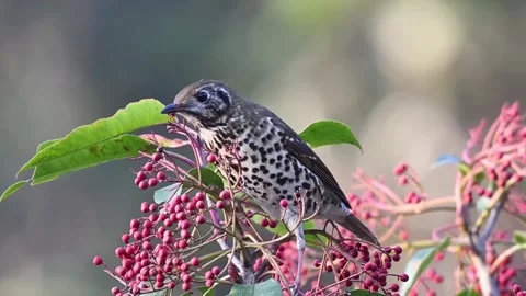 Grey-backed Thrush Eating Red Berries on Tree Branch, 4K 스톡 동영상 331051315