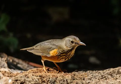 Grey-backed thrush It is a migratory bird escaping the cold weather and wan.. 스톡 사진