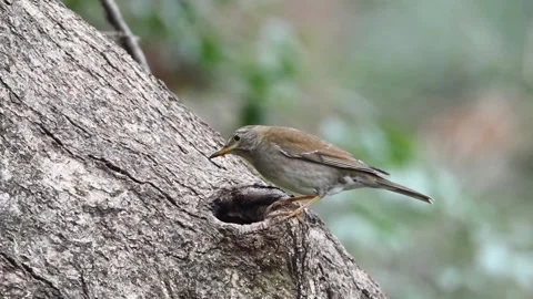 Grey-backed Thrush Perched on Hollow Tree Trunk Stock Footage 331021561