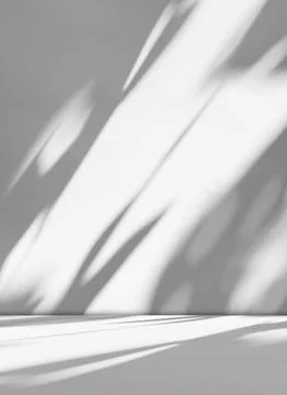 Grey Background Wall Shadow Leaf White Light Kitchen Abstract Studio Stock Photos