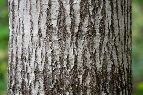 Grey Bark Texture Stock Photos