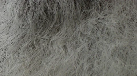 Grey beard background texture closeup Stock Footage 62893190