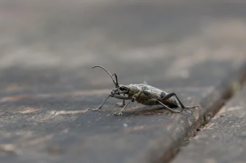 Grey beatle on table Foto stock