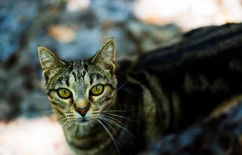 Grey beautiful cat looking to the camera Stock Photos