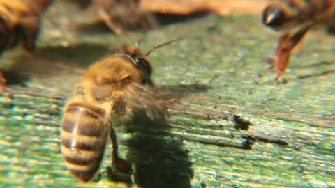 Grey bees closeup Stock Footage 99623860