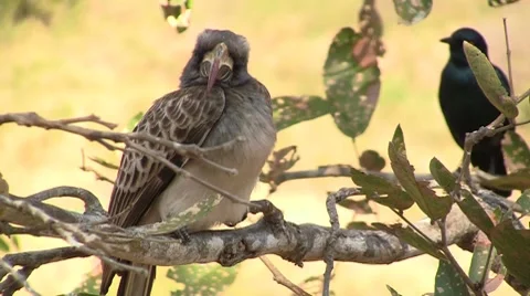 Grey billed hornbill in tree Stock Footage 8573376