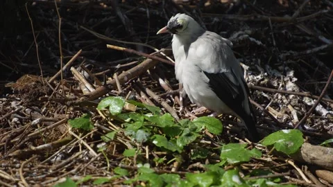 A grey bird cleaning Stock Footage 275536459