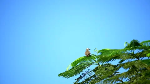 Grey bird close up view Stock Footage 136670172