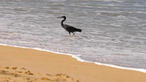 Grey bird heron on the seashore Stock Footage 319953153