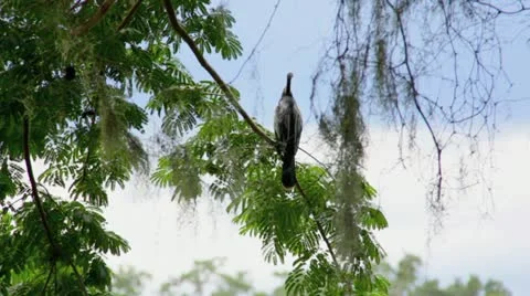 Grey Bird on High Tropical Tree Branch Blowing in the Wind and Spanish Moss Stock Footage 12317273