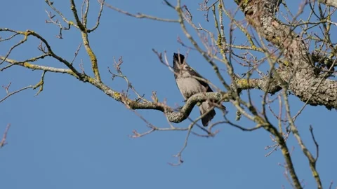 Grey bird perched on bare tree branch against clear blue sky, head raised with o Stock Footage 338161307