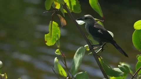 Grey bird perching over a thin branch of plant Stock Footage 77804524