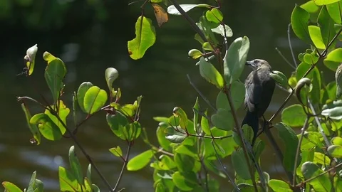Grey bird perching on a thin branch of plant over a flowing river Stock Footage 77804539