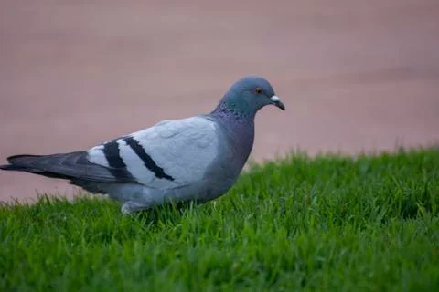 Grey bird Stock Photos