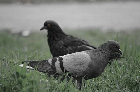 Grey Bird Stock Photos