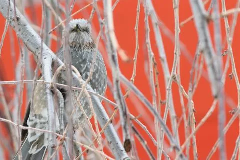 A grey bird Foto stock