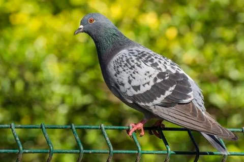 Grey bird with selective focus Stock Photos
