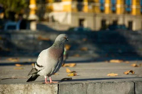 Grey bird with sunlight Stock Photos