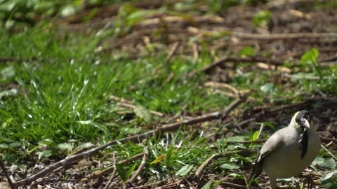 A grey bird walking  Stock Footage 275512015